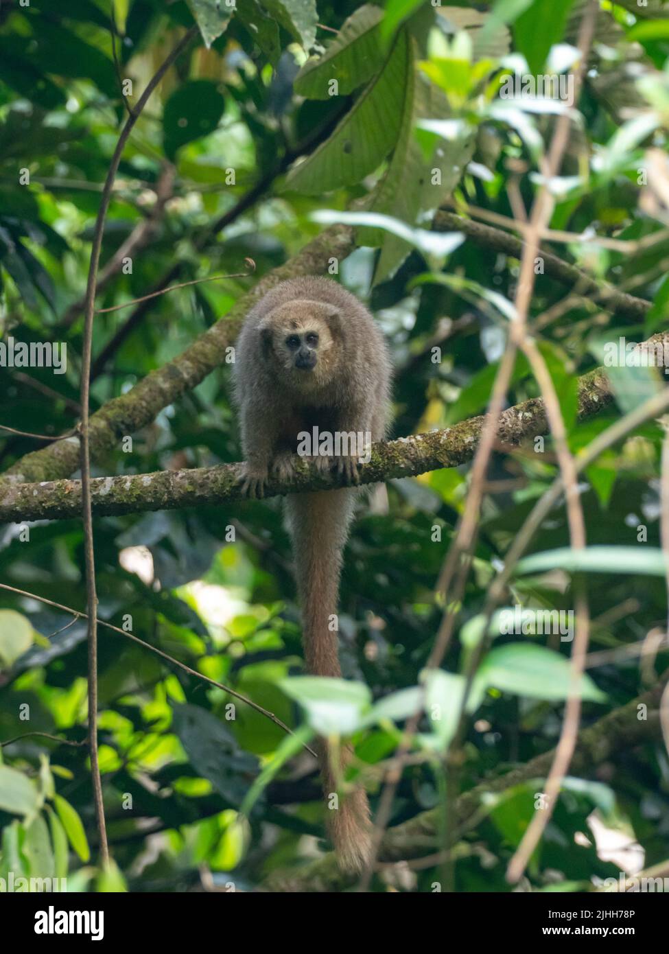 Scimmia Rio Mayo Titi, Plecturocebus enanthe, un primate in pericolo di estinzione, endemico dell'alto fiume mayo del Perù nord-orientale Foto Stock