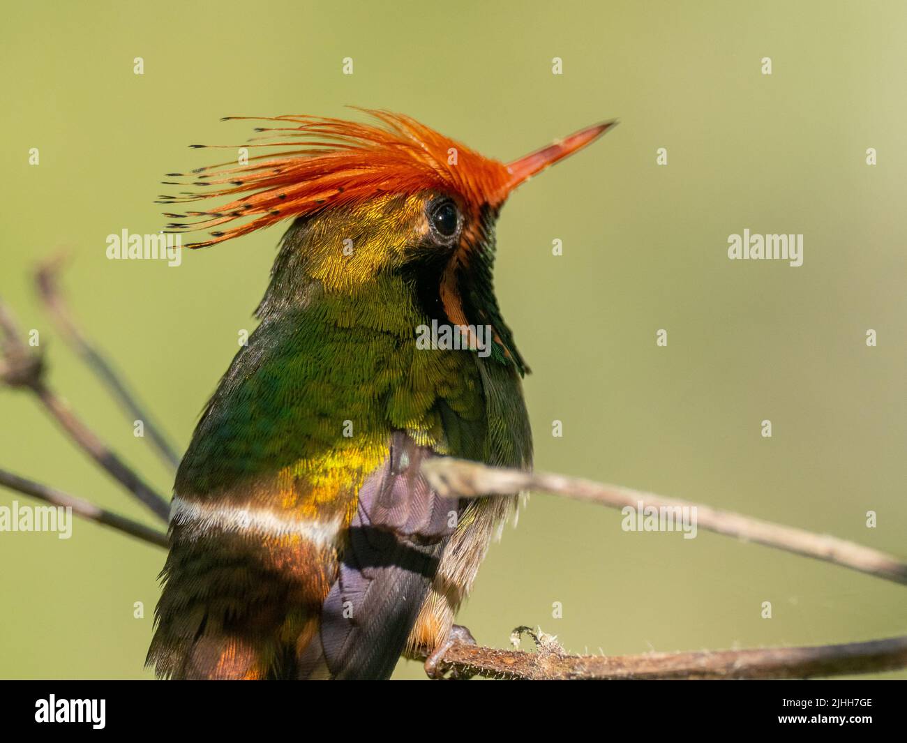 Rufous-crested Coquette, Lophornis delattrei, un colibrì mozzafiato con una cresta arancione a Moyobamba, in Perù Foto Stock