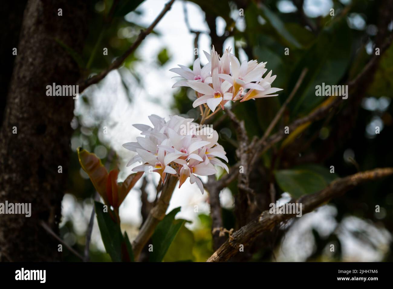 Piccolo Dendrobium Bearded conosciuto anche come fiori di orchidee di labbro ribassato sul tronco dell'albero nella foresta. Messa a fuoco selettiva con sfondo bokeh. Foto Stock