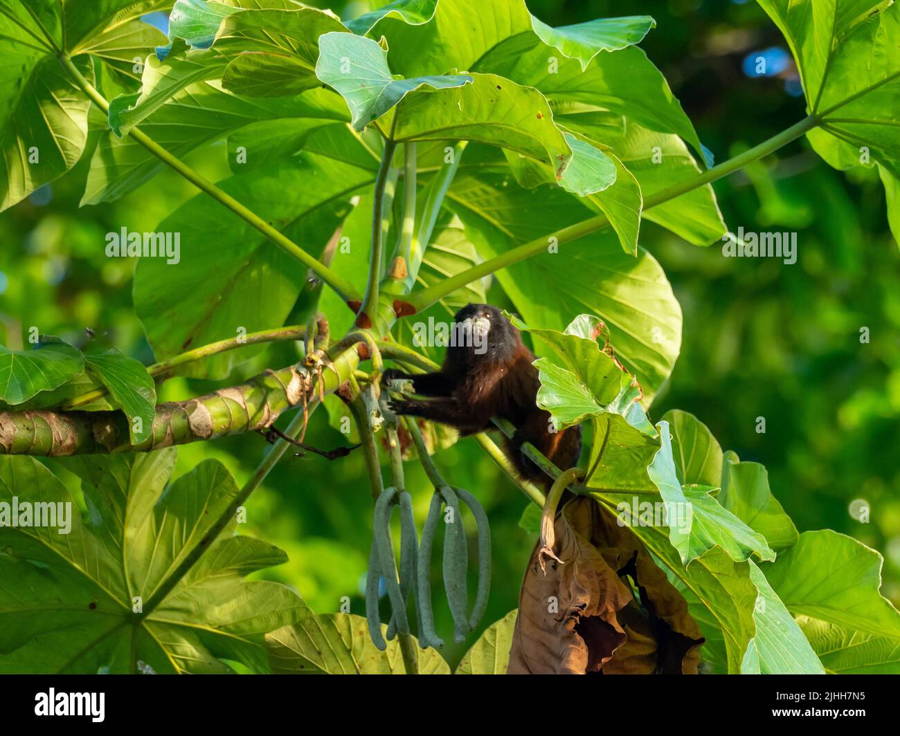 Scimmia tamarina sella-indietro, Leontocebus fuscus, mangiare i semi di Cerropia nell'Amazzonia del Perù Foto Stock
