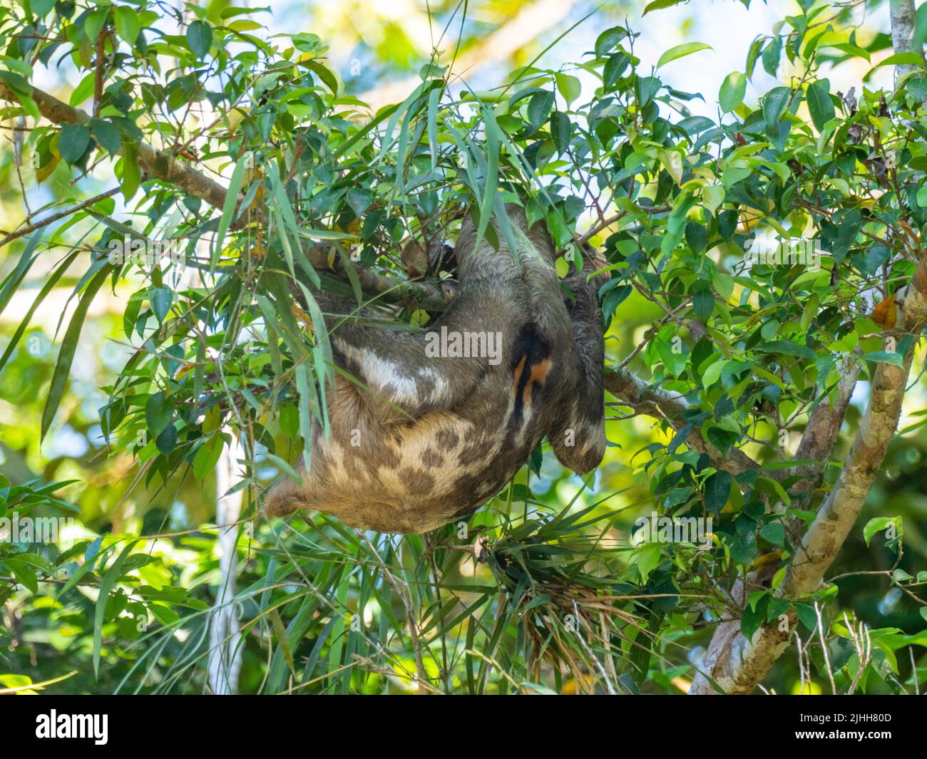 Bruno-gola tre-toed sloth, bradypus variegatus, appeso in un albero lungo il fiume amazzonico del Perù Foto Stock