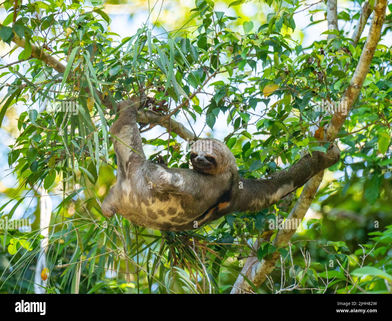 Bruno-gola tre-toed sloth, bradypus variegatus, appeso in un albero lungo il fiume amazzonico del Perù Foto Stock
