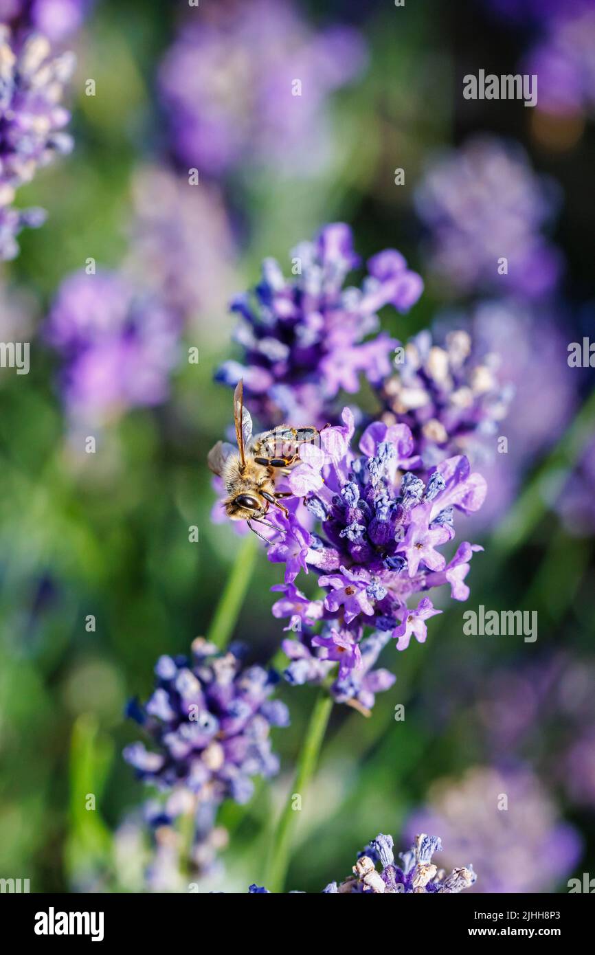 Primo piano di un'ape al miele europea o occidentale (Apis mellifera) che forgia sulla lavanda viola inglese (Lavandula angustifolia) in estate a Surrey, Regno Unito Foto Stock