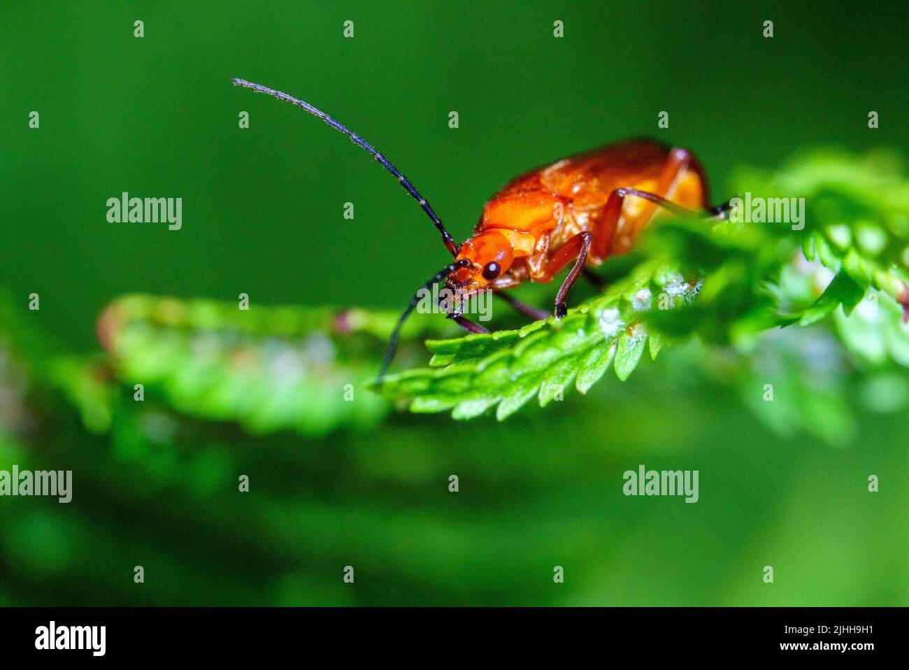 Bloodsucker Beetles Adventure su Fern in Somerset 2-5 Foto Stock