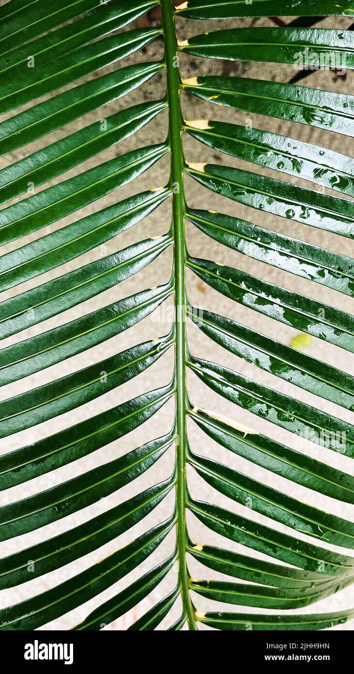 Grande ramo di palma con un sacco di foglie verdi Foto Stock