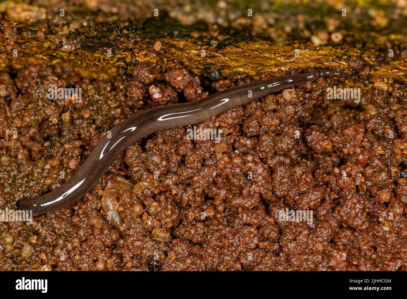 Piccolo Land Planario del genere Rhynchodemus Foto Stock