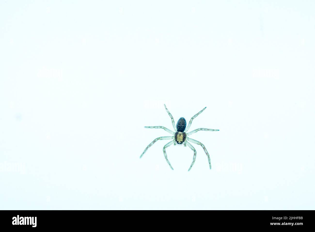 Wolf Spider maculato traslucido su sfondo piatto Foto Stock