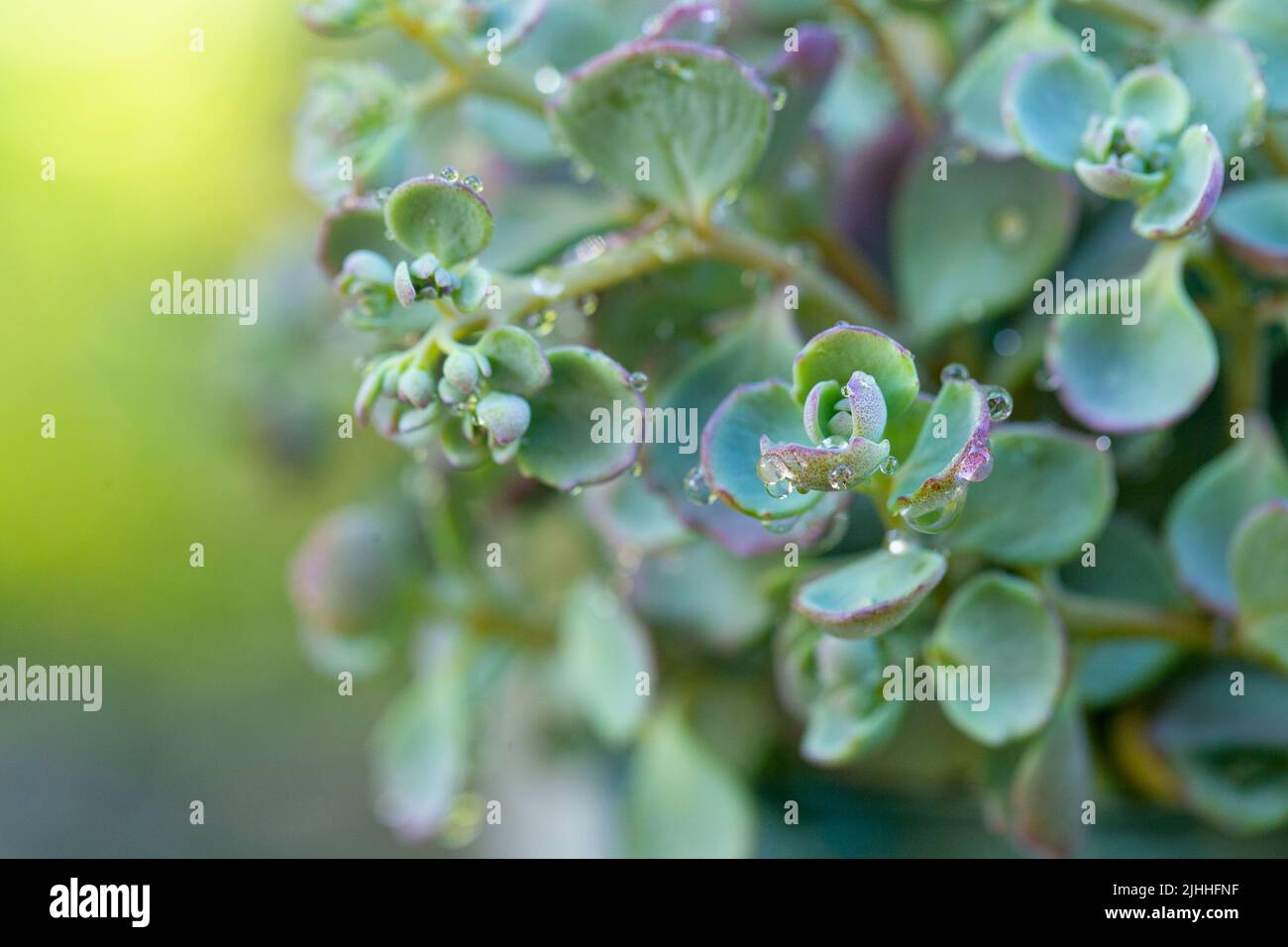 Sedum eversa Ewersii.Succulents and Sedums macro. Groundcover flower.Nature sfondo in tonalità verde e blu Foto Stock