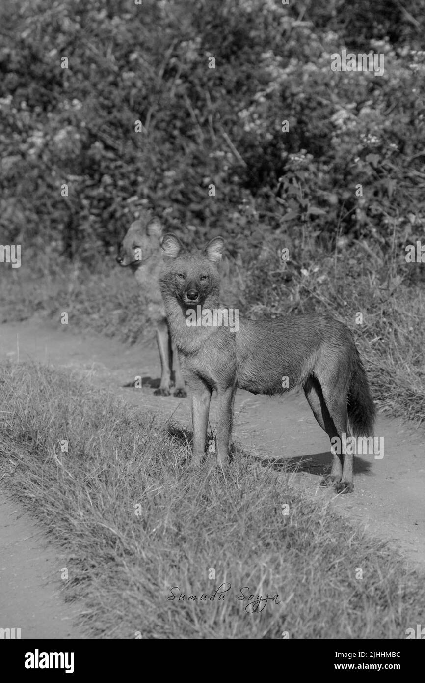 Un cane selvaggio nel Parco Nazionale di Nagarhole, India Foto Stock
