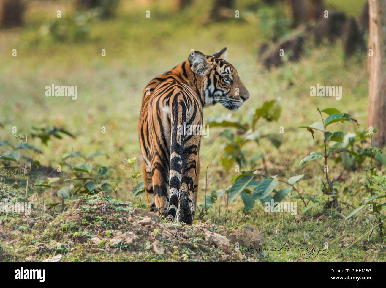 Tigers of Nagarhole National Park, India Foto Stock