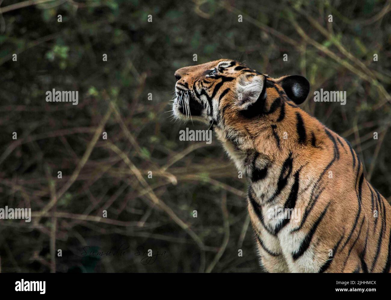 Tigers of Nagarhole National Park, India Foto Stock