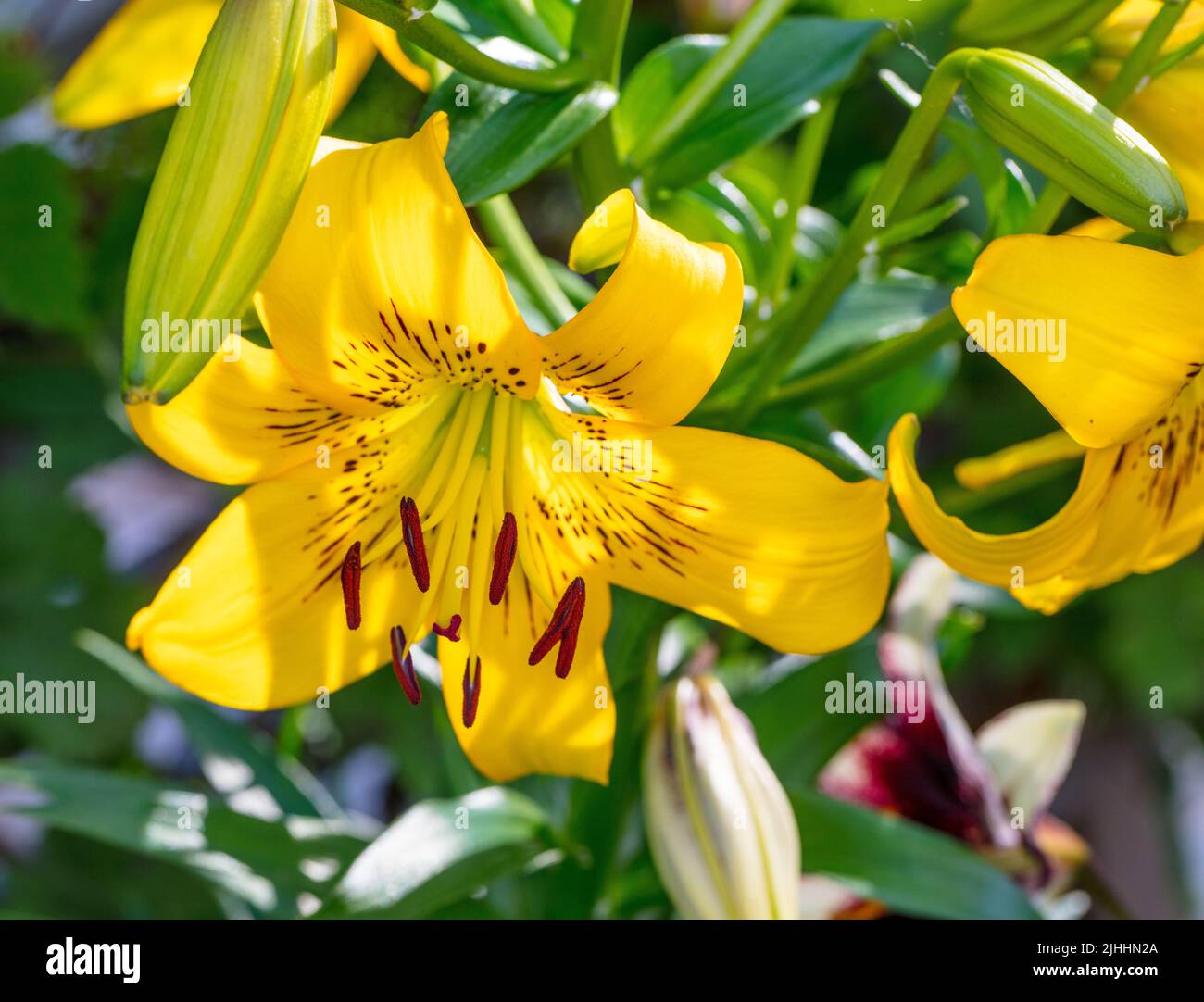 "Pixels Mix" Asiatico Lily, Asiatisk lilja (Lilium asiatica) Foto Stock