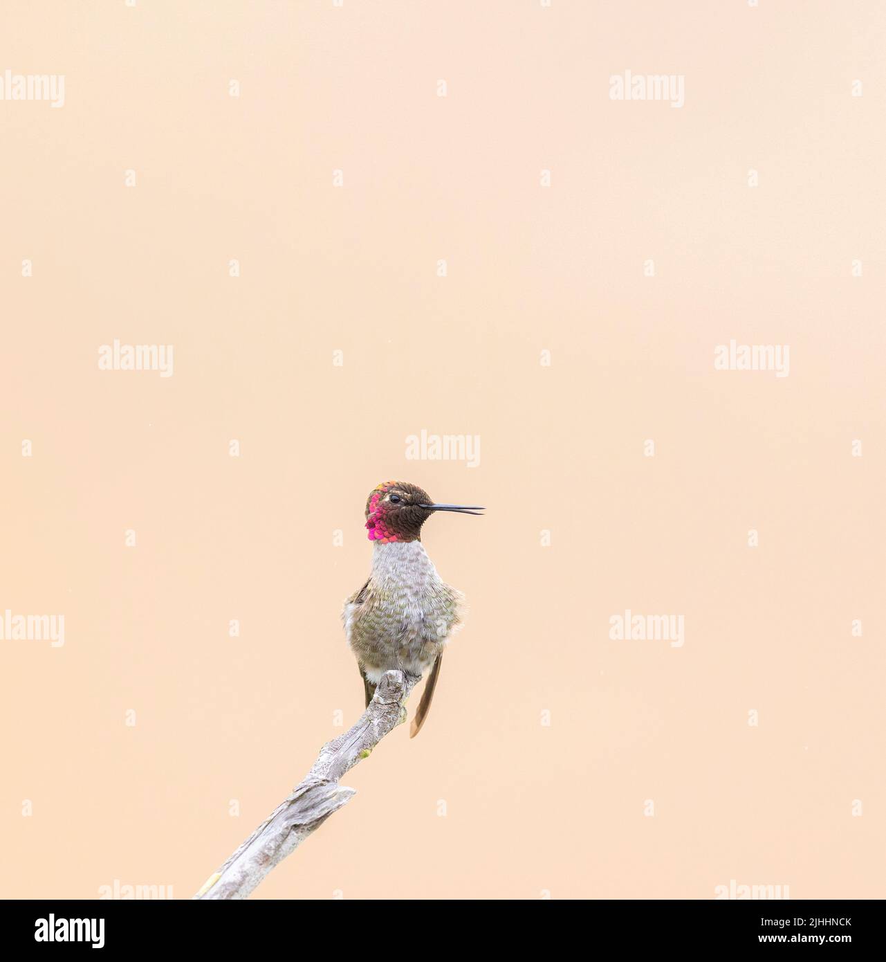 Anna Hummingbird maschio becco aperto Foto Stock