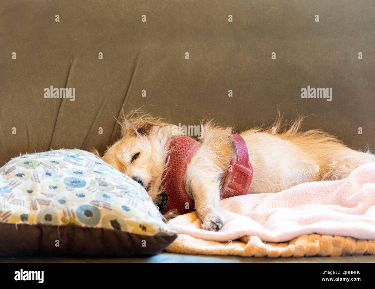 Piccolo cane misto che dorme sul divano Foto Stock