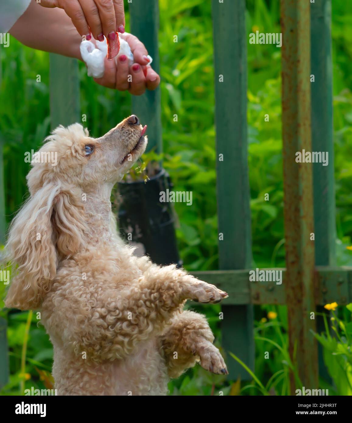 vista di un cane muso con la lingua che sporge, che si erge sulle sue gambe posteriori Foto Stock