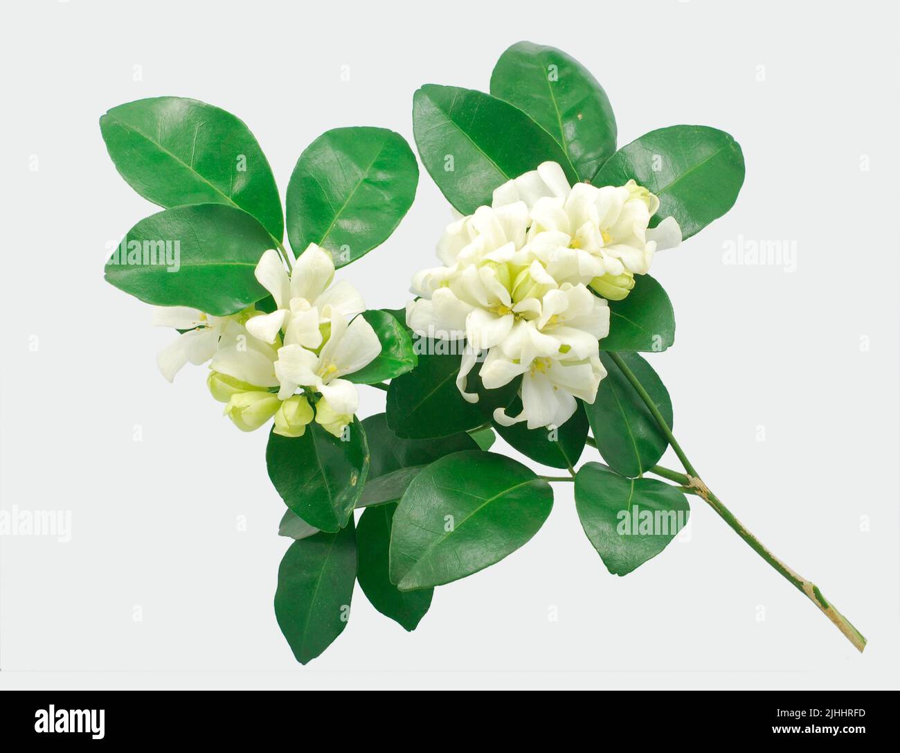 Fiore di gelsomino arancione isolato su sfondo bianco Foto Stock