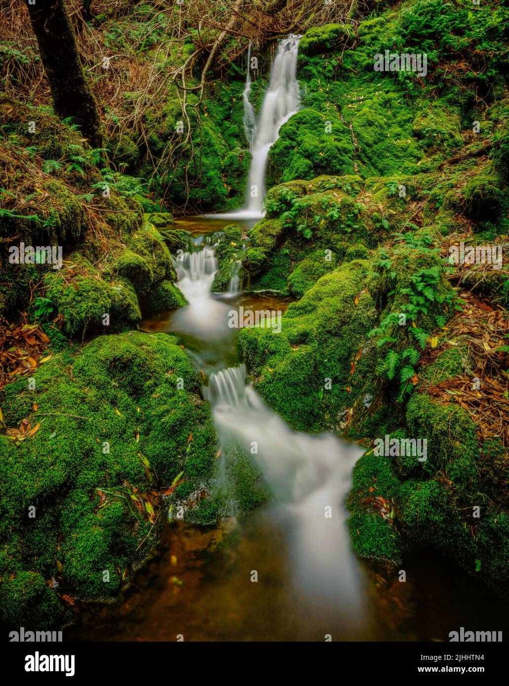 Moss cade, cataratta Canyon, Monte Tamalpais, Marin County, California Foto Stock