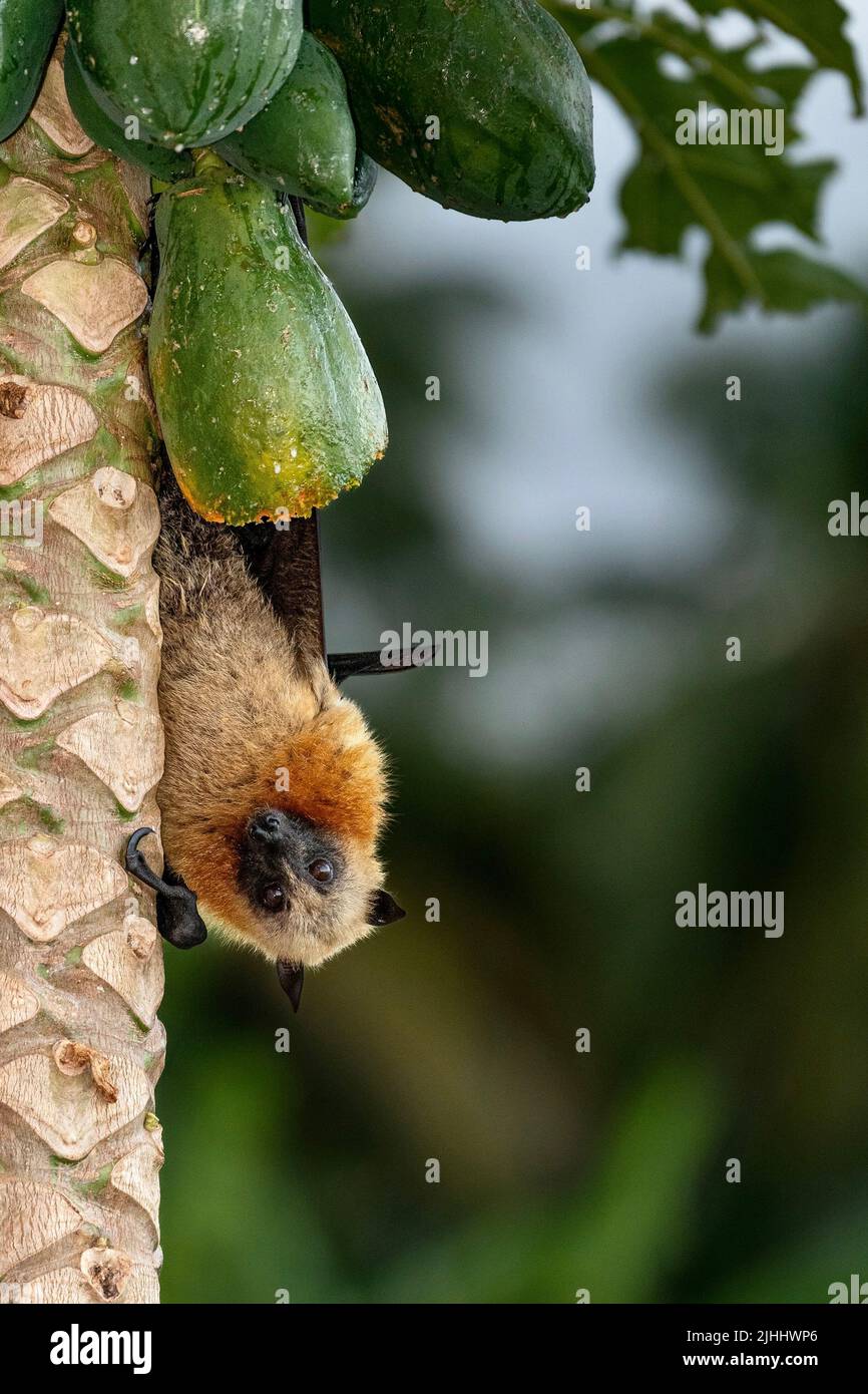 Pipistrello su un albero di papaya Foto Stock