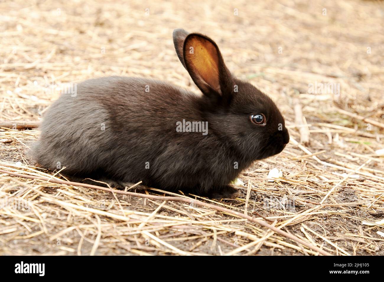 Un piccolo coniglio nero siede sulla paglia al sole. Animali sfondo tema Foto Stock
