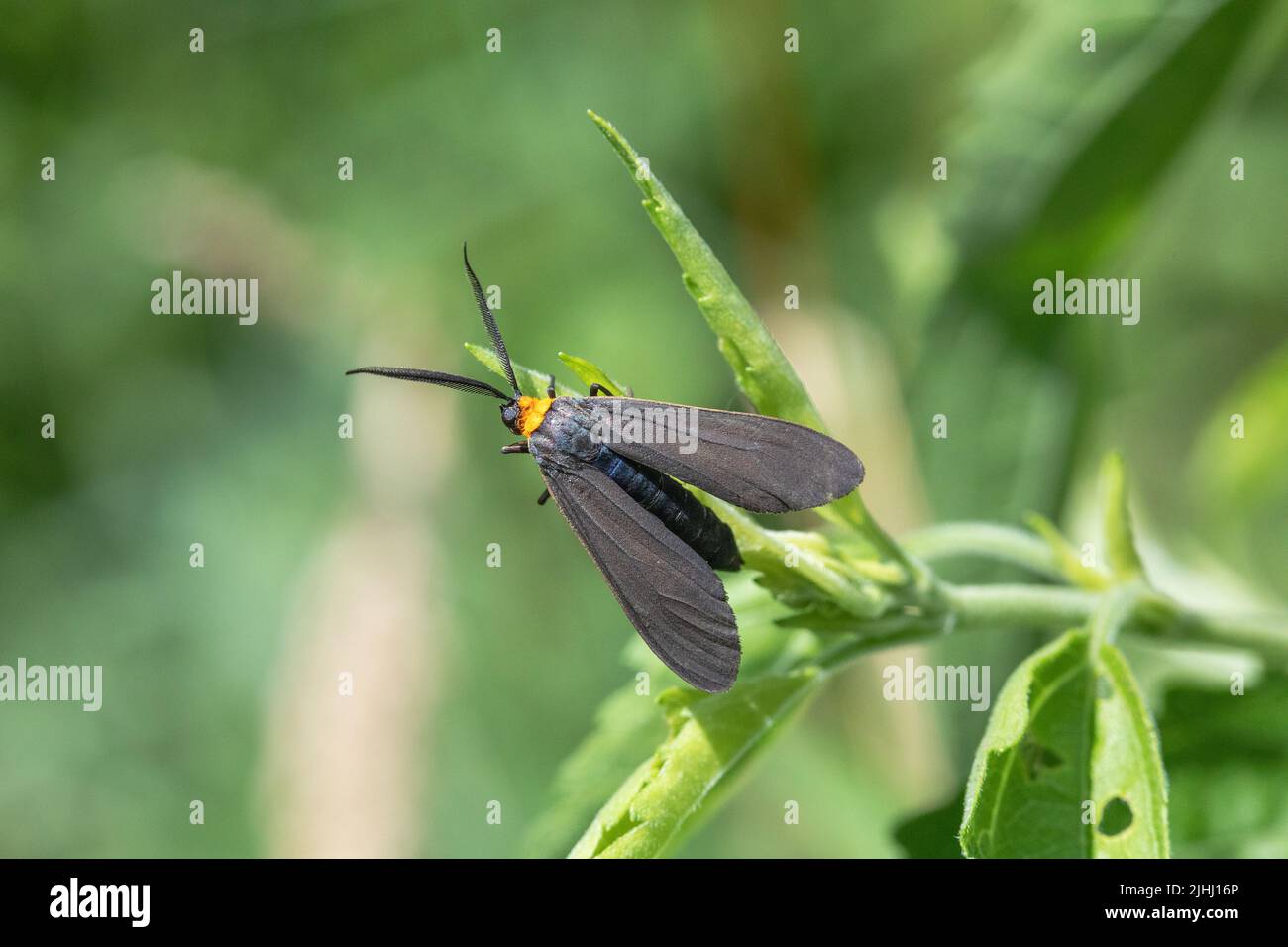 Scape Moth (Cisseps fulvicollis), colore giallo, nella contea di Lee, Iowa Foto Stock
