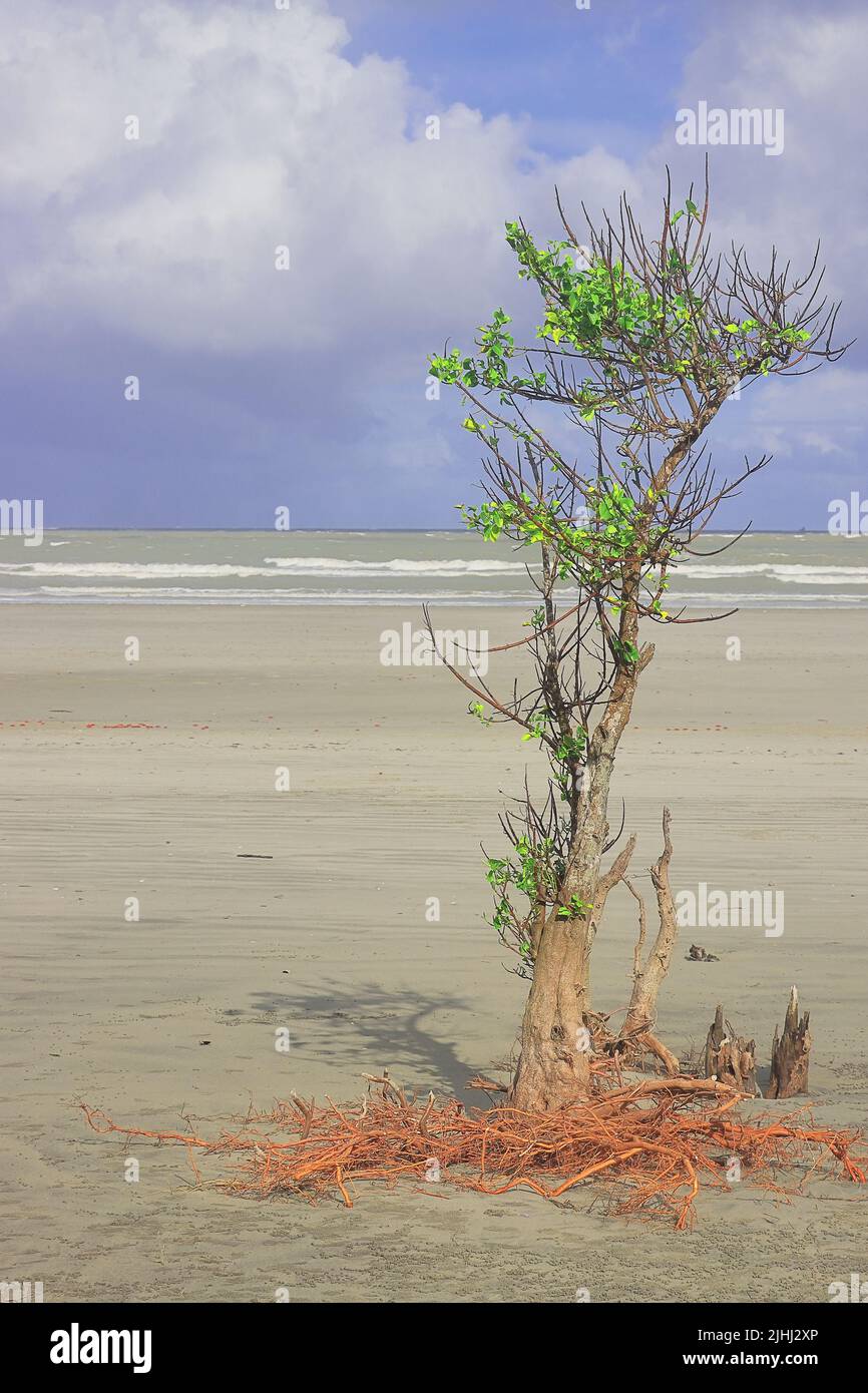 panoramica spiaggia di mare dell'isola di henry a bakkhali, albero di mangrovie in piedi sulla spiaggia e nuvole tempesta nel cielo, la spiaggia remota situato vicino sundarbans Foto Stock