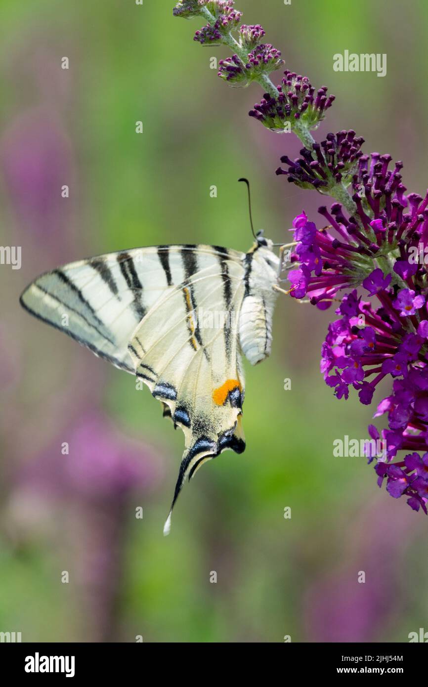 Scarse farfalle a coda di rondine sulla Buddleia farfalla Fiore Iphiclides podalirius, lilla estiva, cespuglio di farfalle Foto Stock