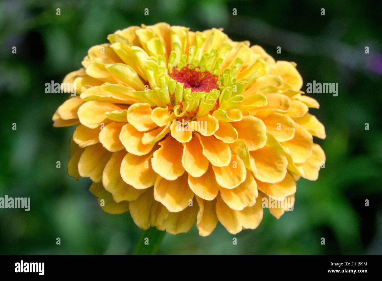 Fiore singolo, Zinnia elegans 'Queen Lime Orange' bellezza fiore testa Zinnia Queen Lime Orange Foto Stock