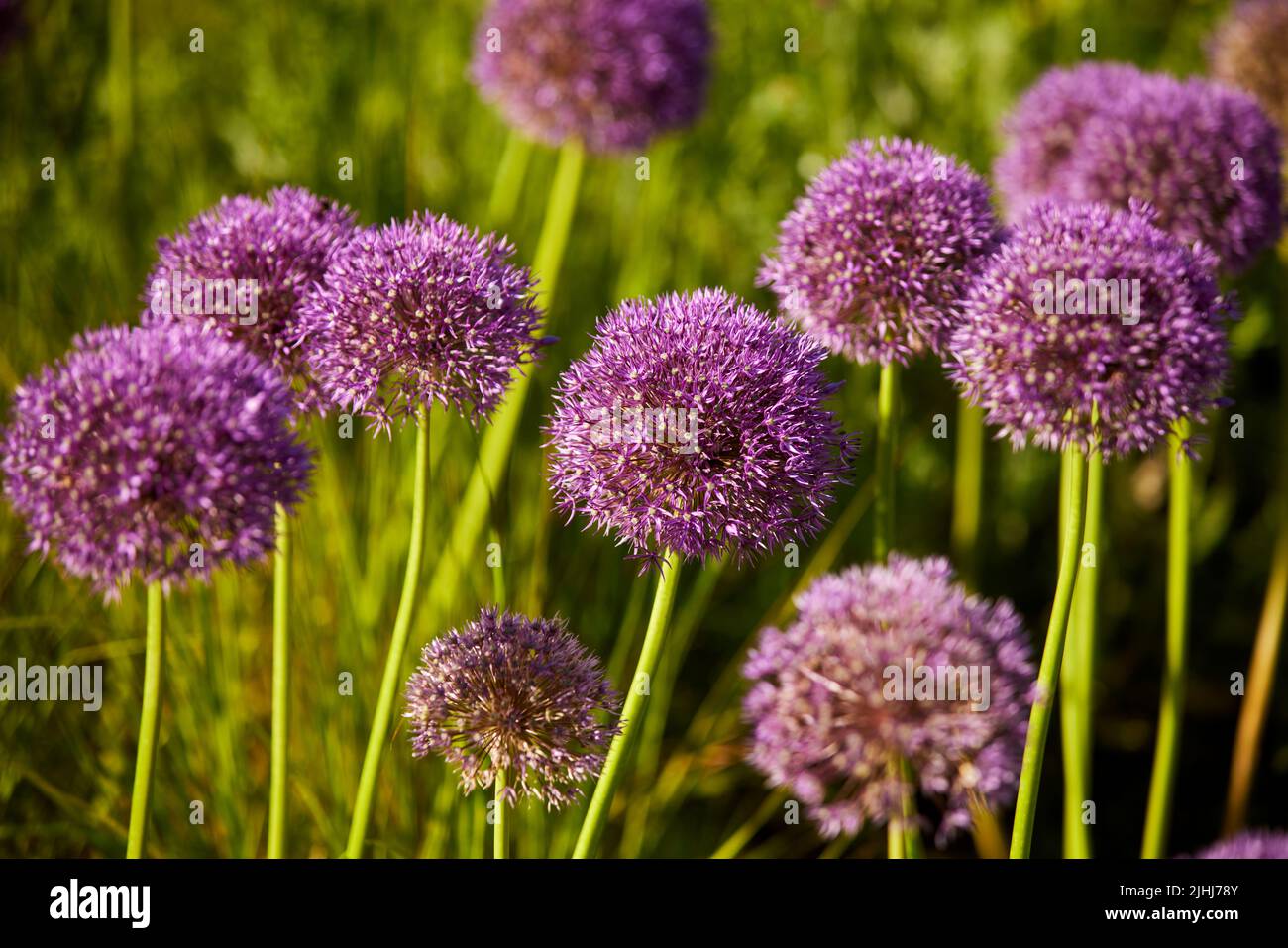 RHS Bridgewater a Worsley, Salford. Il paradiso Allium “Beau Regard Foto Stock