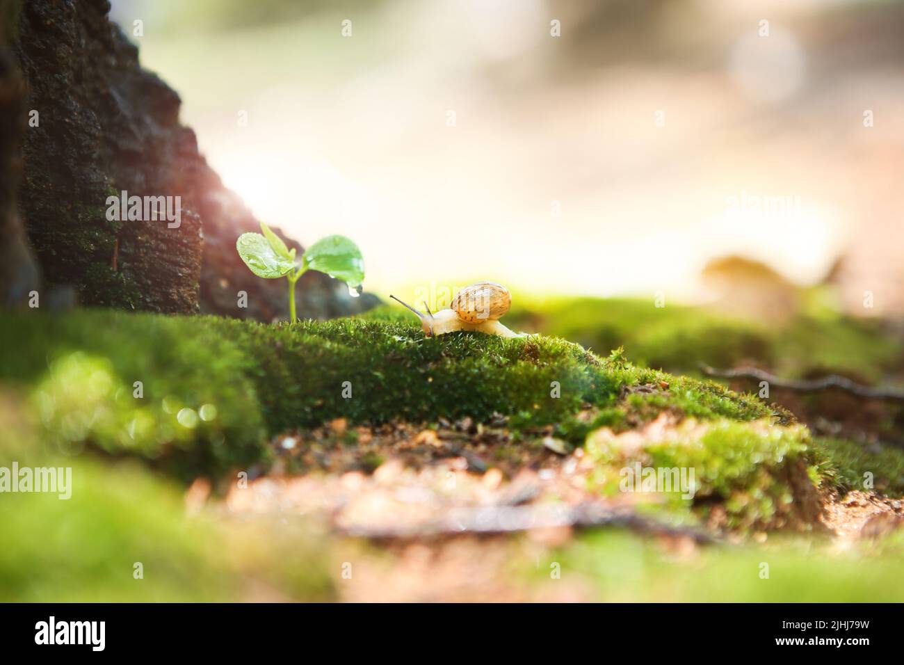 I germogli naturali freschi e la rugiada chiara del mattino su muschio e gocce d'acqua trasparenti cadono, e la lumaca si muove lentamente e tranquillamente muovendo il suo a Foto Stock