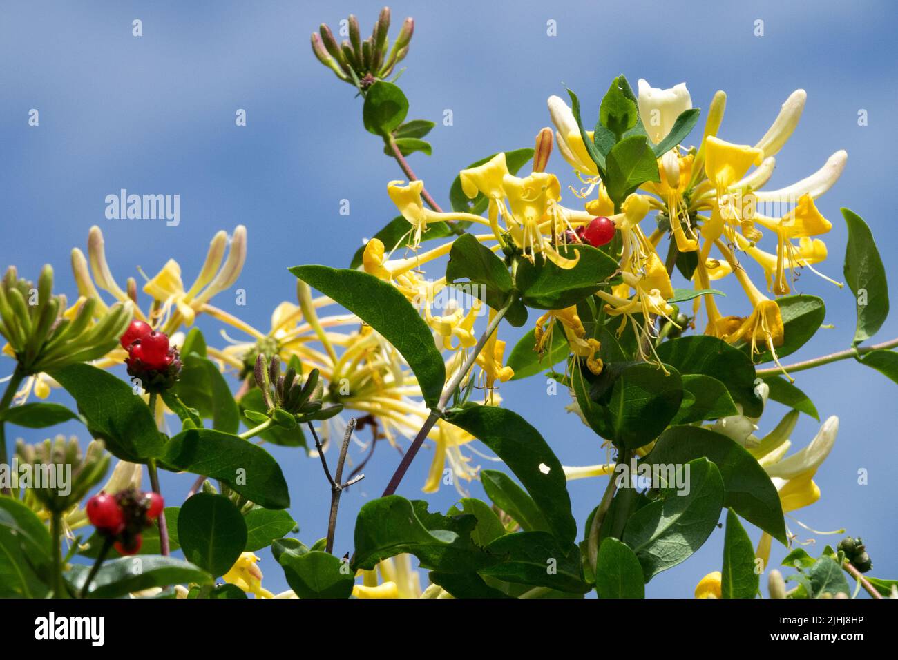 Berrie rosse, Lonicera periclymenum, Honeysuckle, giallo bianco, Fiore Foto Stock