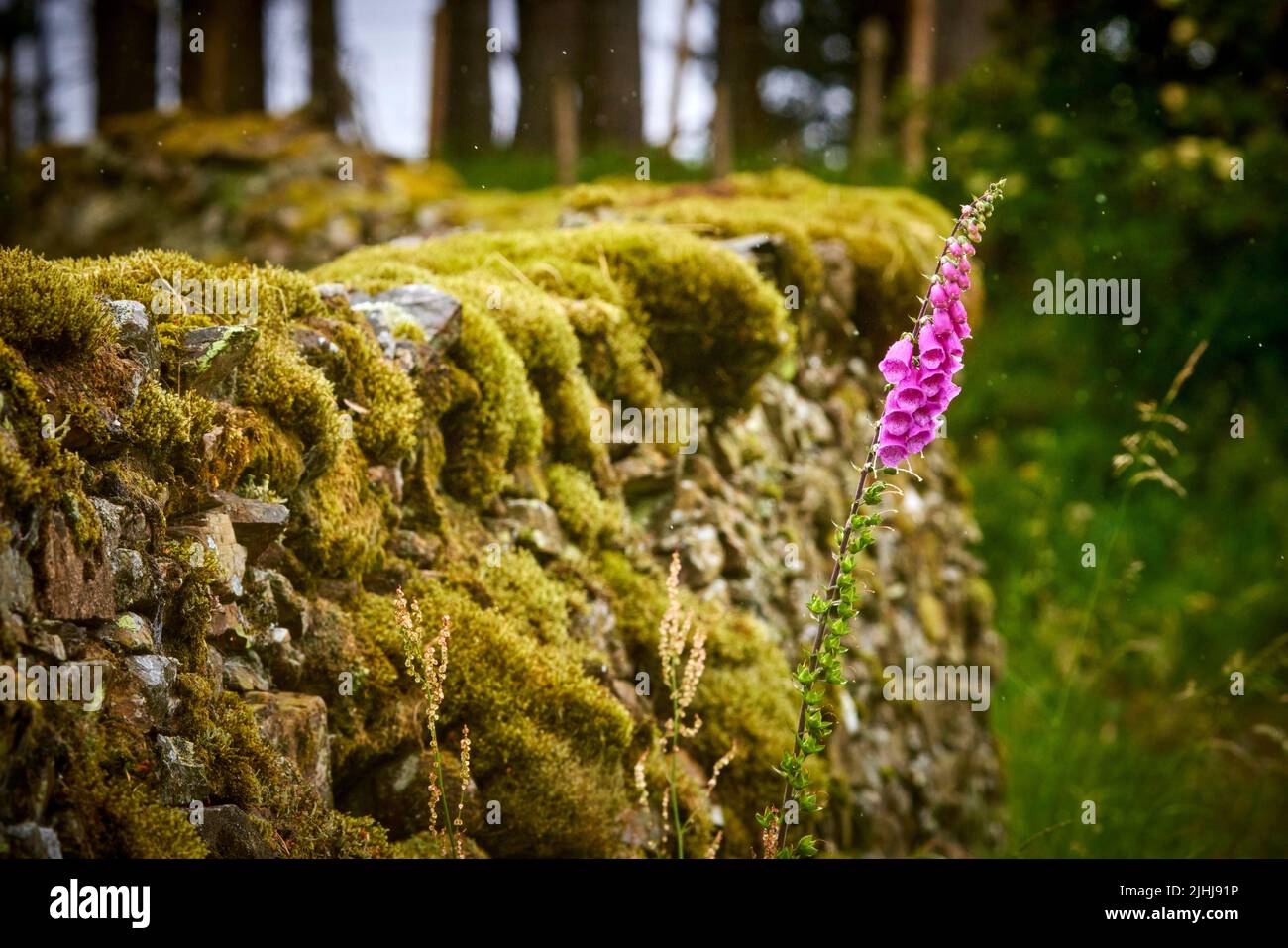 Il pub Walk nel Lake District, Cumbria nel nord-ovest dell'Inghilterra, prendendo Crummock acqua selvaggio Foxglove crescere Foto Stock