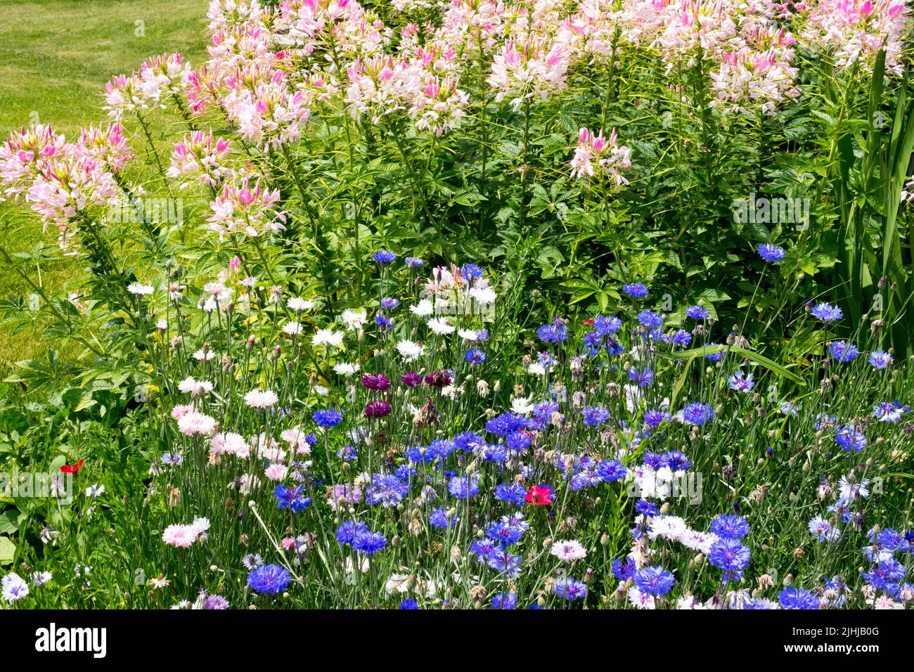 Piante annue nel letto di fiori di luglio, Cleome, Centaureas, Blu, Bianco, Rosa, bordo giardino Foto Stock