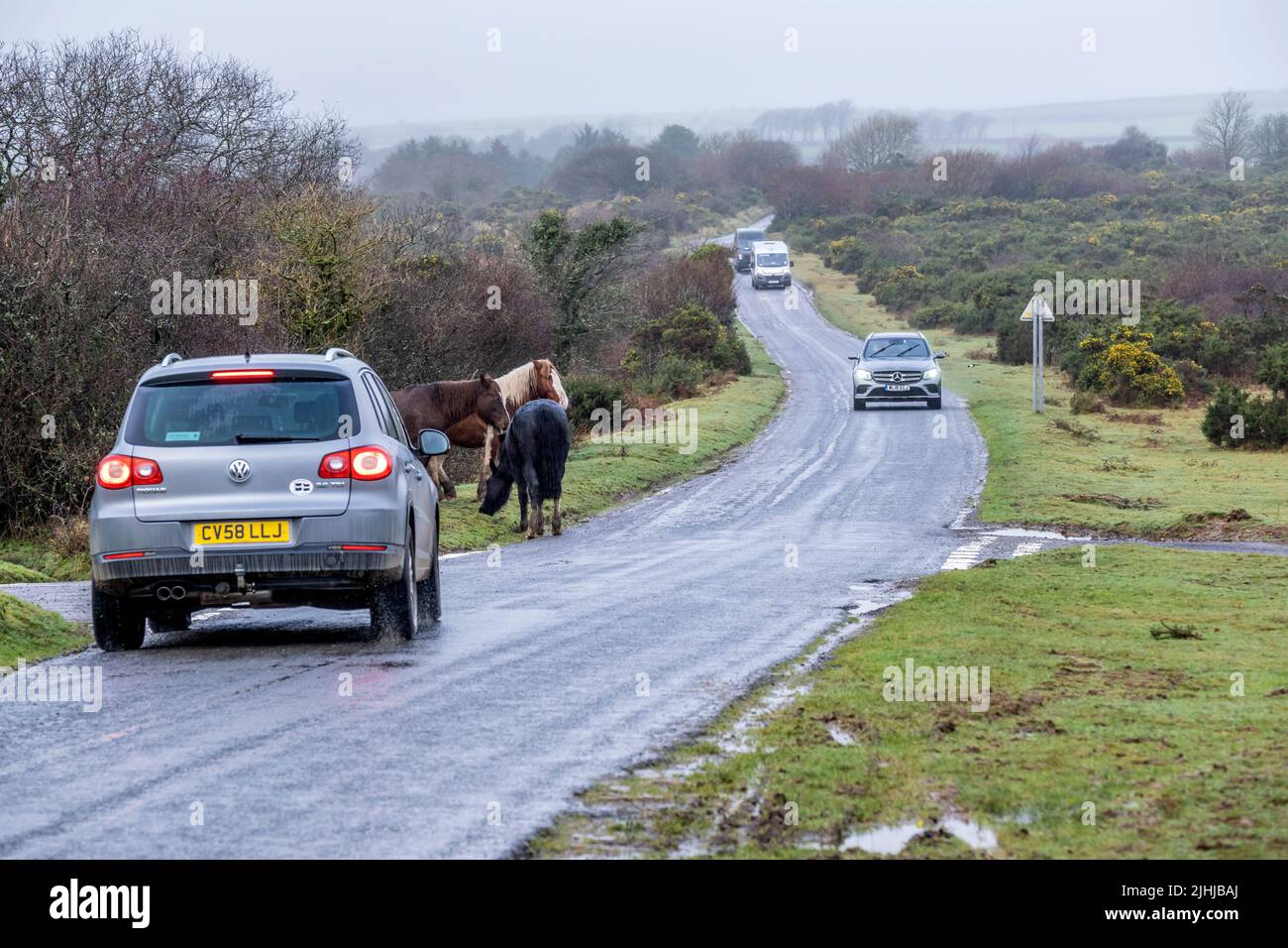 Veicoli che rallentano per Bodmin ponies pascolo sul lato di una strada in condizioni di freddo miserabile sul selvaggio Goonzion Downs a Bodmin Moor in Cornovaglia. Foto Stock