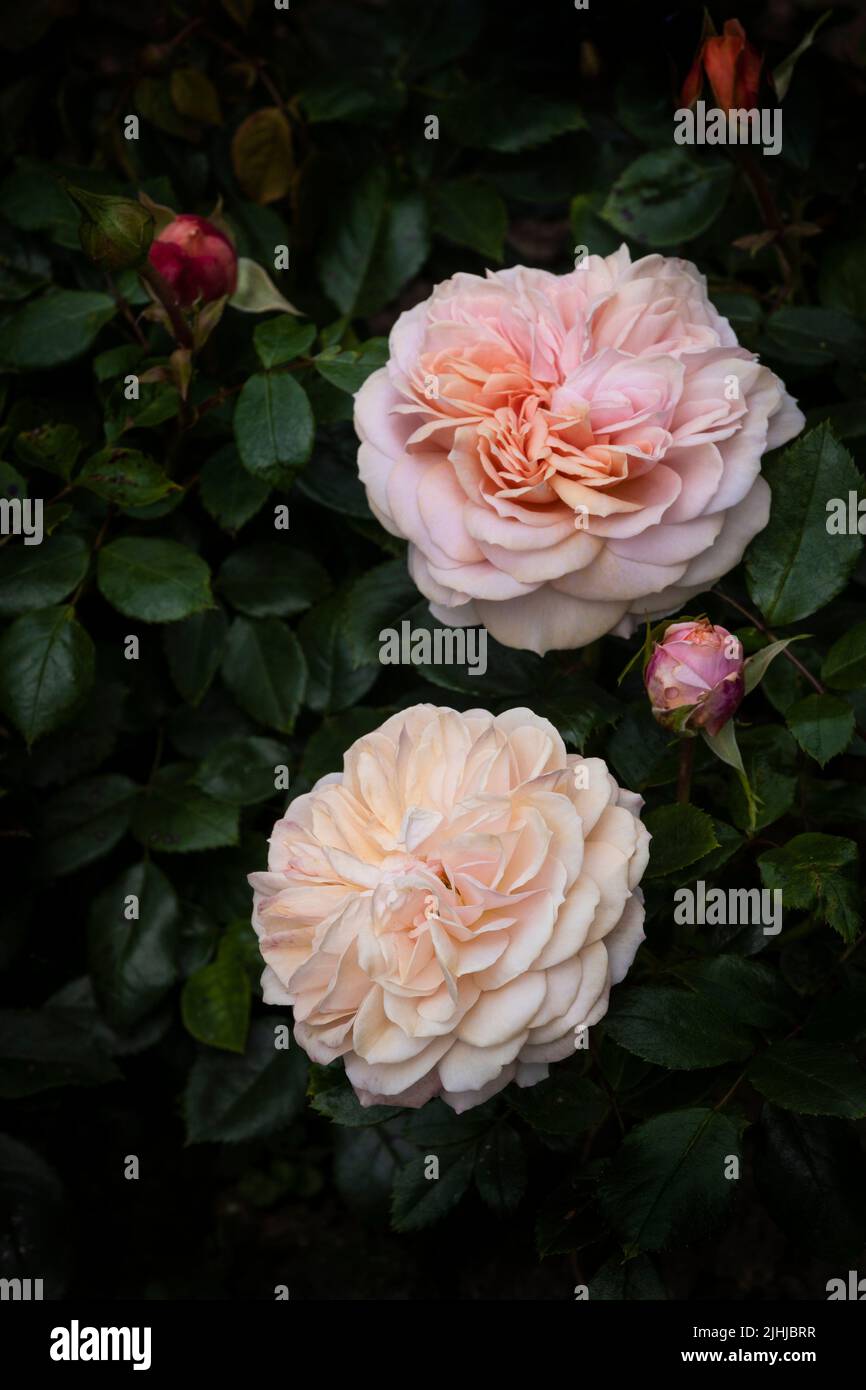Rosa Joie de Vivre Korfloci una rosa di fiori di colore rosa pallido e profumato dolcemente che cresce in un giardino a Newquay in Cornovaglia nel Regno Unito. Foto Stock