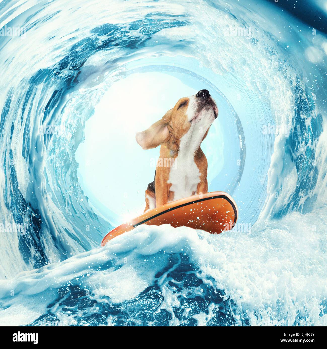 Sogni dolci. Collage di arte creativa con divertente cane beagle surf su tavola da surf su onda enorme in mare o oceano. Concetto di riposo, sport, avventure, animali Foto Stock