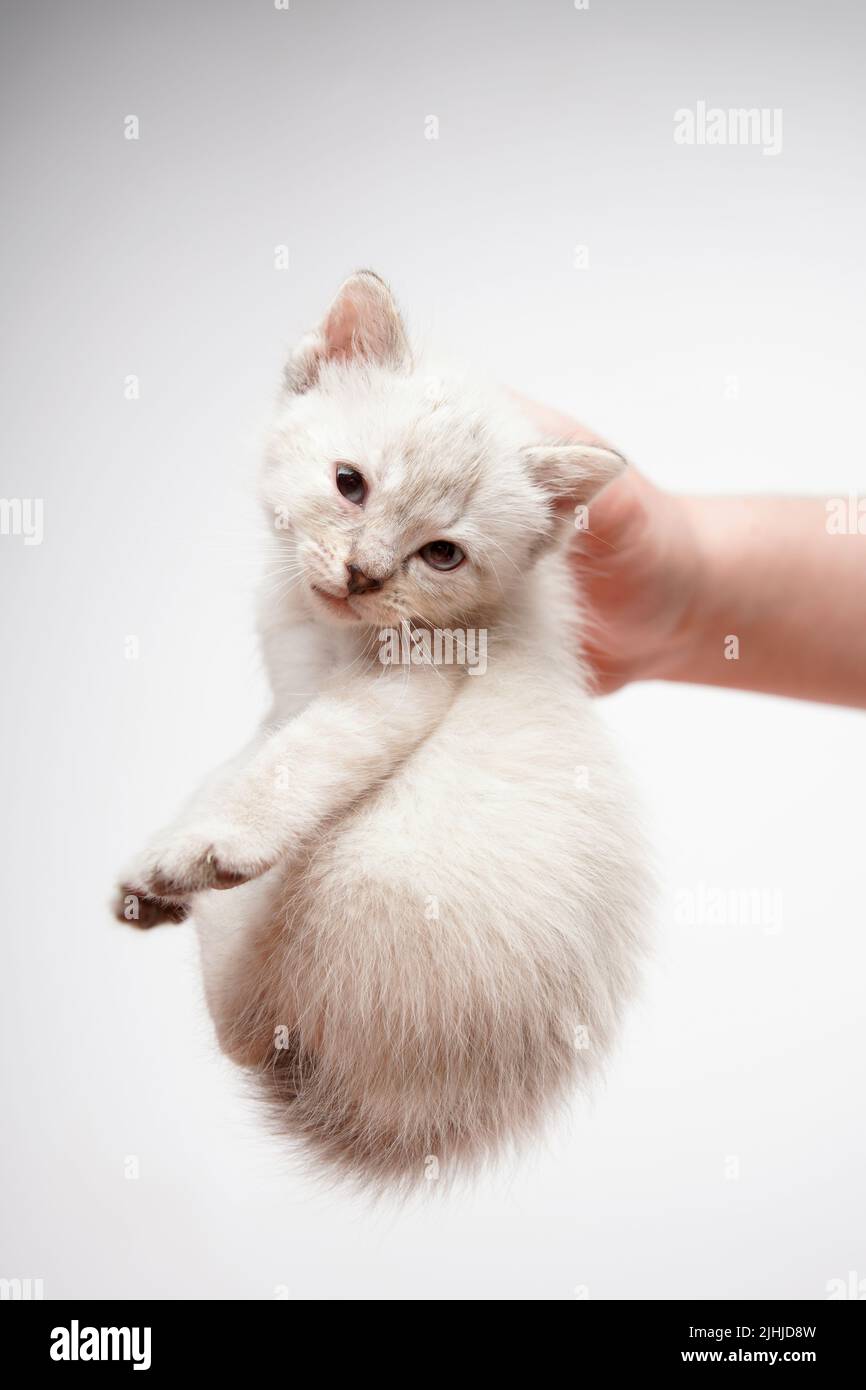 cucciolo bianco del bambino che si aggrappa alla schiena e guarda la fotocamera su sfondo chiaro Foto Stock