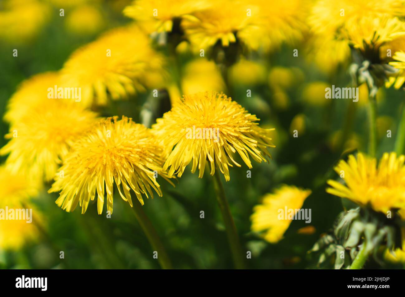 Fiori gialli di dente di leone in prato al giorno di primavera soleggiato. Taraxacum officinale pianta medicinale Foto Stock