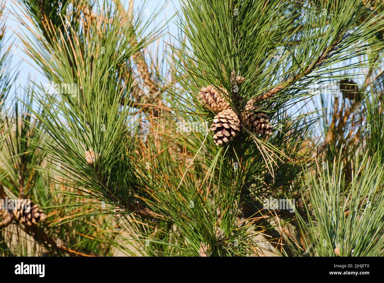 Cono di pino in un arbusto Foto Stock