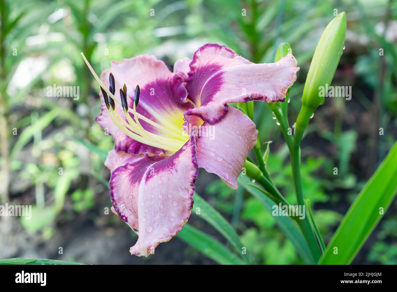 Giglio lilla con calchi neri e bordo ondulato su sfondo giardino sfocato. Messa a fuoco selettiva Foto Stock
