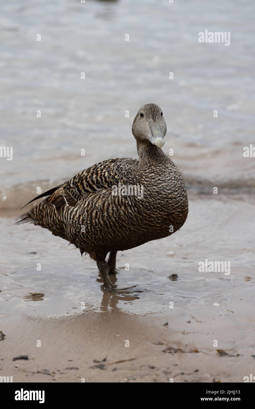 Anatra single eider, somateria mollissima, femmina sulla spiaggia a Seahouses, Northumberland, Inghilterra Foto Stock