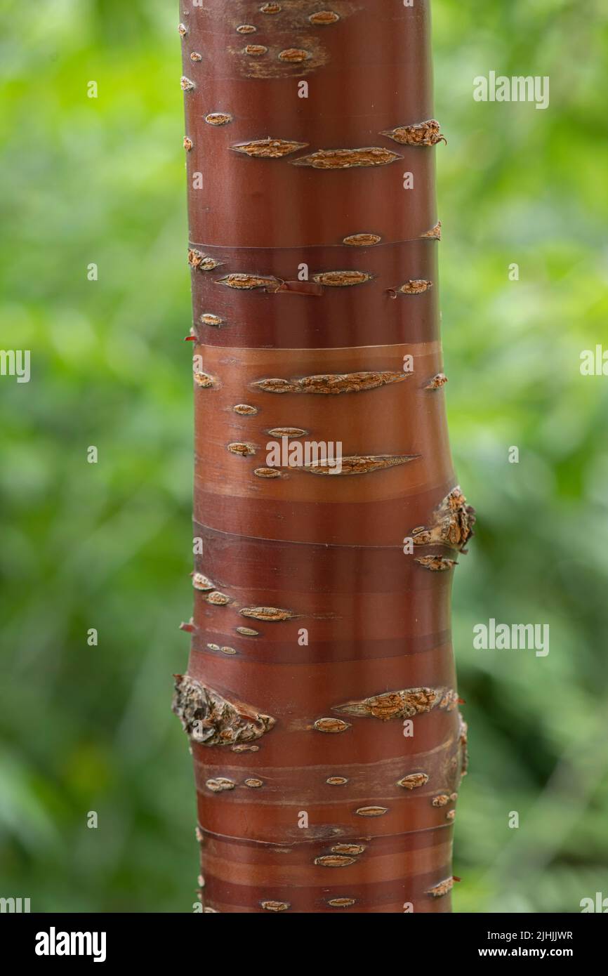 Prunus serrula. Particolare di corteccia. Foto Stock