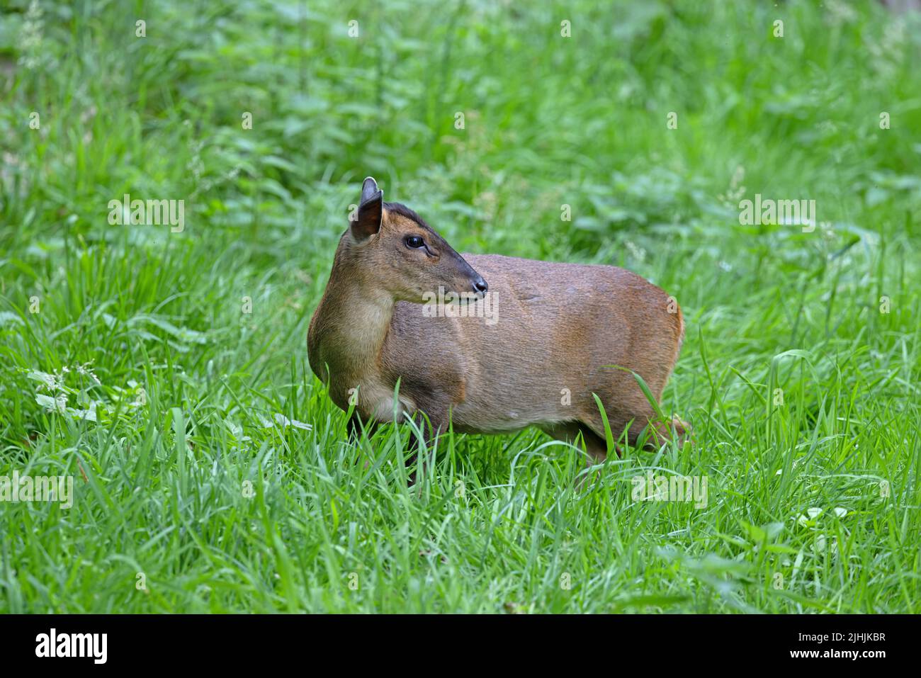 Reeves's muntjac (Muntiacus reevesi) Norfolk GB UK Luglio 2022 Foto Stock