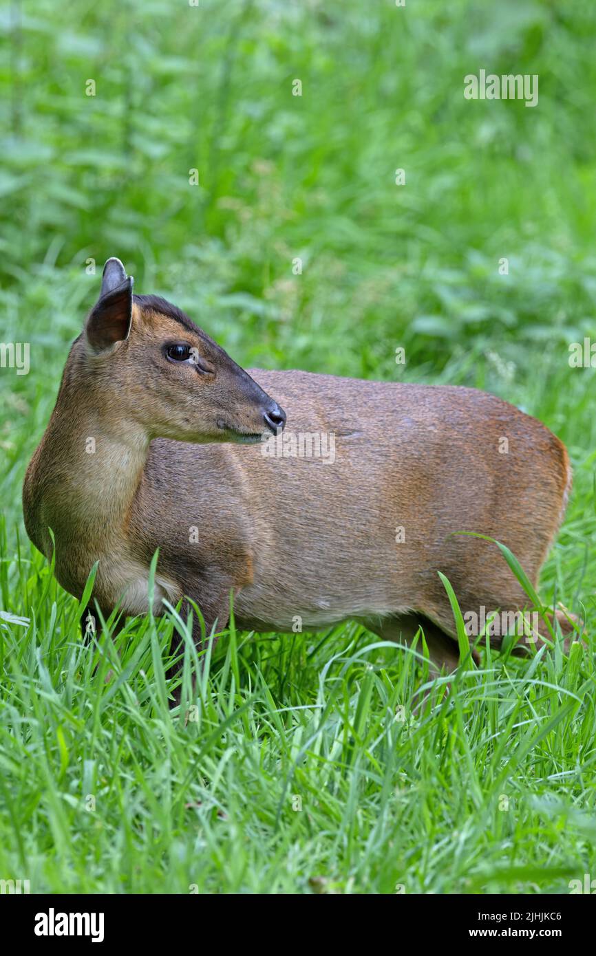 Reeves's muntjac (Muntiacus reevesi) Norfolk GB UK Luglio 2022 Foto Stock
