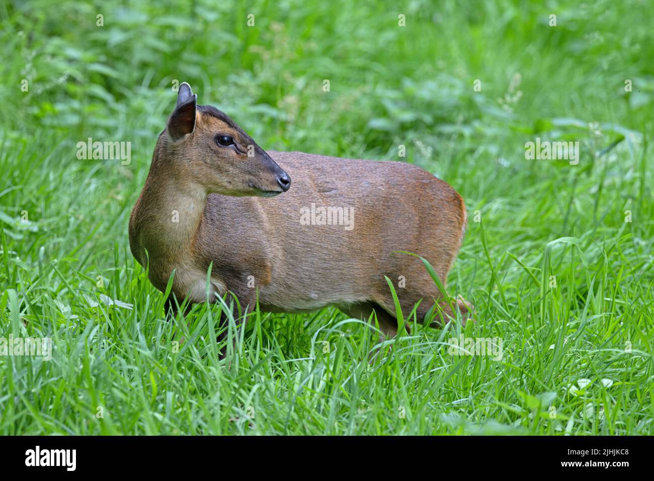 Reeves's muntjac (Muntiacus reevesi) Norfolk GB UK Luglio 2022 Foto Stock