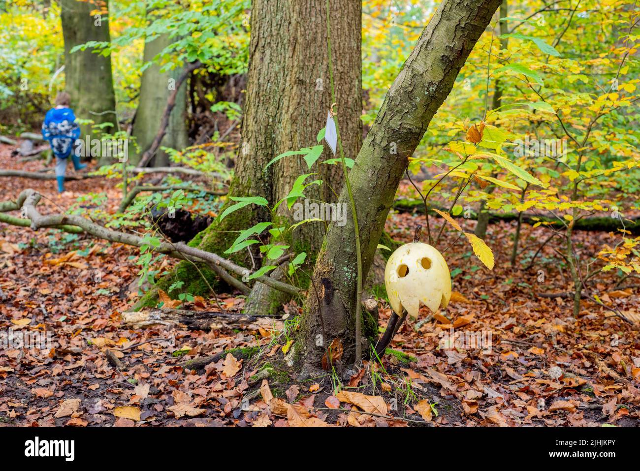 Sheffield, Regno Unito - 31 ottobre 2019: Trovare jack o lanterne sul Halloween Trail a Eccleshall Woods Foto Stock