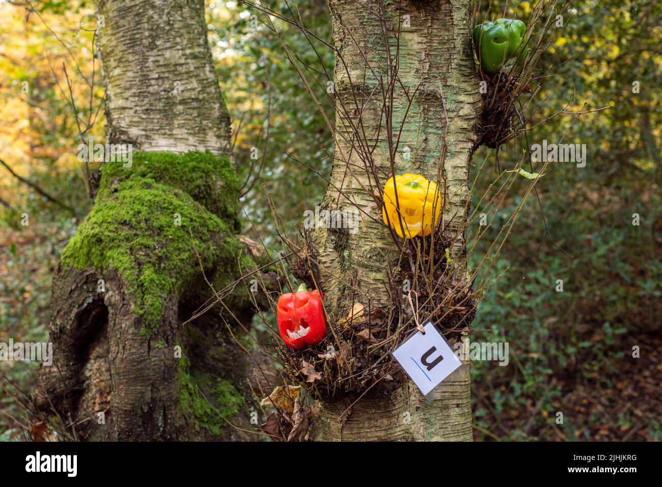 Sheffield, UK - 31 Ott 2019: Lanterne minuscoli carine realizzate con peperoni rossi, gialli e verdi scolpiti all'Eccleshall Woods Halloween Trail Foto Stock