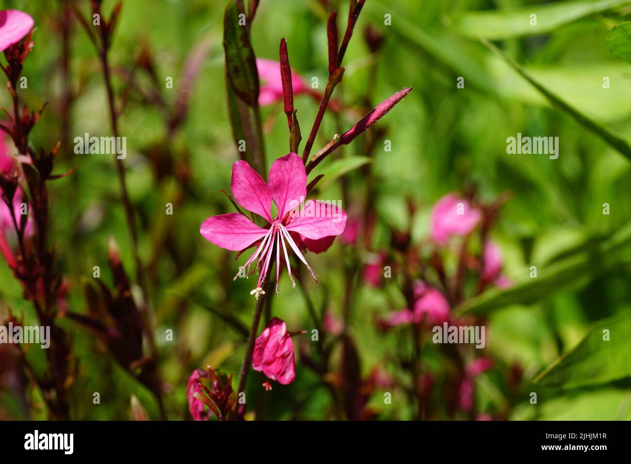 Primo piano fiore di bando (Gaura lindheimeri gaudì rosso ), famiglia wilowherb (Onagraceae). Luglio, in un giardino olandese. Piante sfocate sullo sfondo. Foto Stock