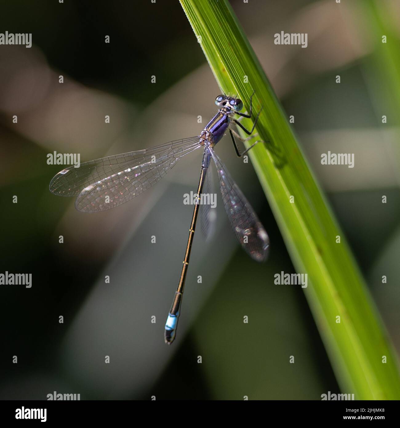 Macro colpo di damigella volare su una foglia Foto Stock