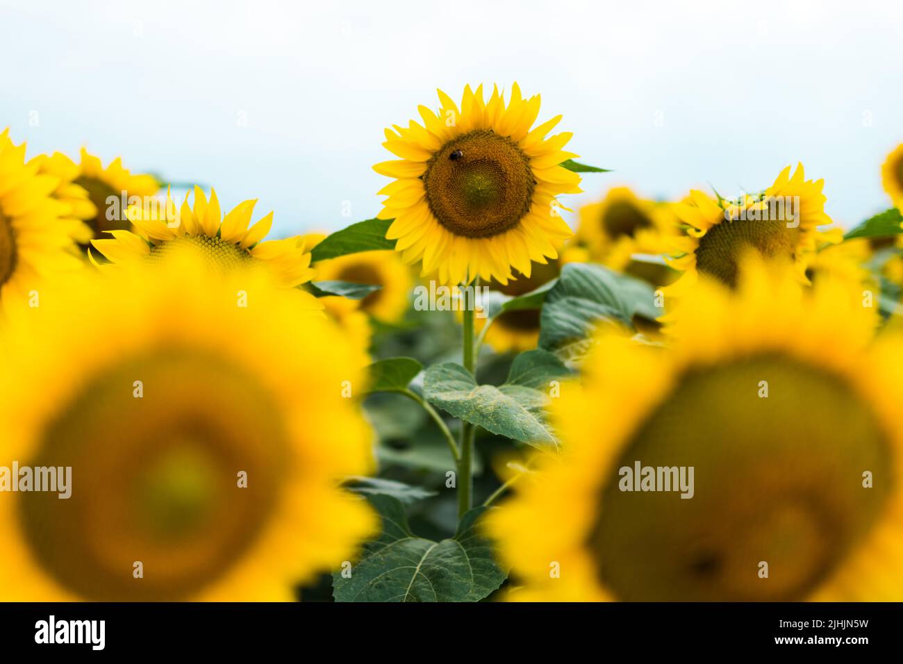 In piedi fuori dal concetto di folla. Splendida vista panoramica sul campo di girasoli in estate. Un fiore che cresce più alto degli altri Foto Stock