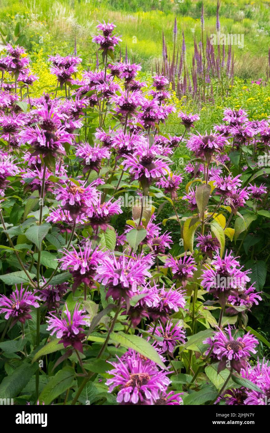 Bergamotto, Monarda 'Mohawk', tè Oswego, pianta di Beebalm, piante viola, Giardino Foto Stock